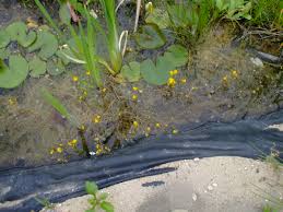 Attēlu rezultāti vaicājumam “Utricularia vulgaris leaf”