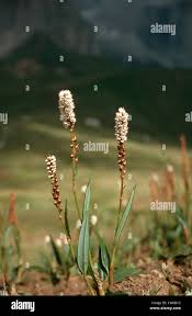 Attēlu rezultāti vaicājumam “Bistorta vivipara”