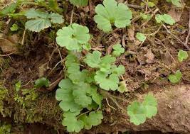 Attēlu rezultāti vaicājumam “Saxifraga granulata leaf”