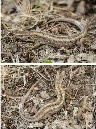 Attēlu rezultāti vaicājumam “Lacerta agilis female”