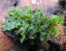 Attēlu rezultāti vaicājumam “Pellia endiviifolia”