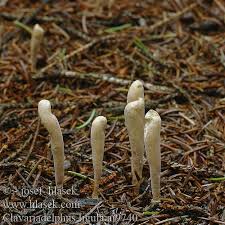 Attēlu rezultāti vaicājumam “Clavariadelphus ligula”