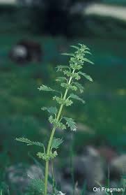 Attēlu rezultāti vaicājumam “Urtica urens leaf”