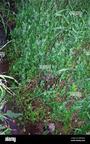 Attēlu rezultāti vaicājumam “Elatinaceae”