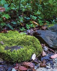 Attēlu rezultāti vaicājumam “Dicranum flagellare”