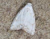 Attēlu rezultāti vaicājumam “Nola aerugula”