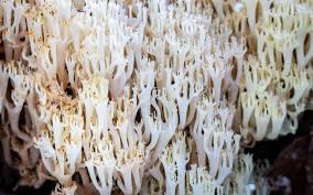 Attēlu rezultāti vaicājumam “Clavicorona pyxidata”