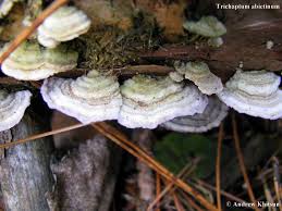 Attēlu rezultāti vaicājumam “Trichaptum abietinum”