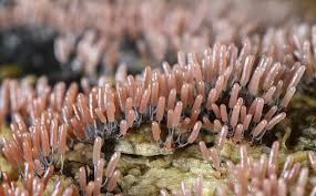 Attēlu rezultāti vaicājumam “Stemonitopsis sp.”