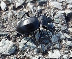 Attēlu rezultāti vaicājumam “Carabus glabratus”