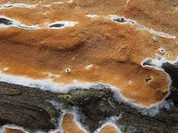 Attēlu rezultāti vaicājumam “Gloeoporus taxicola”