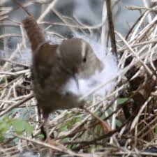 Attēlu rezultāti vaicājumam “Troglodytes troglodytes nest”