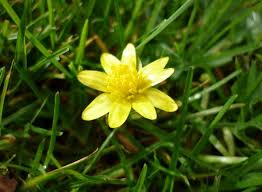 Attēlu rezultāti vaicājumam “Ficaria verna flower”