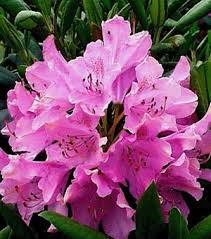 Attēlu rezultāti vaicājumam “rhododendron”