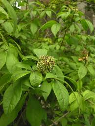 Attēlu rezultāti vaicājumam “Eleutherococcus sessiliflorus”