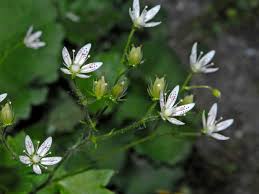 Attēlu rezultāti vaicājumam “Saxifragaceae”