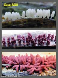 Attēlu rezultāti vaicājumam “Arcyria affinis spores”