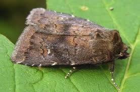 Attēlu rezultāti vaicājumam “Rusina ferruginea male”