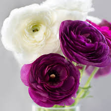 Attēlu rezultāti vaicājumam “Ranunculus elatior flower”