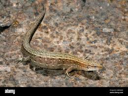 Attēlu rezultāti vaicājumam “Lacerta vivipara female”