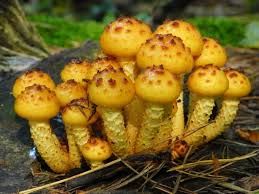 Attēlu rezultāti vaicājumam “Pholiota aurivella”