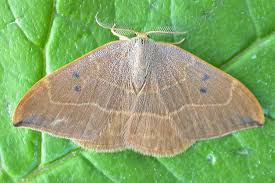 Attēlu rezultāti vaicājumam “Watsonalla binaria”