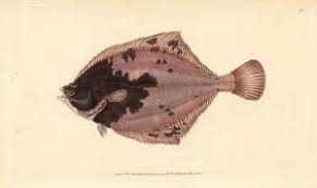 Image result for Platichthys flesus