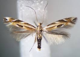 Attēlu rezultāti vaicājumam “Bucculatrix rhamniella”