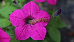 Attēlu rezultāti vaicājumam “Geranium bohemicum bud”