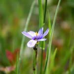 Attēlu rezultāti vaicājumam “Sisyrinchium montanum fruit”
