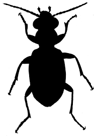 Attēlu rezultāti vaicājumam “Asaphidion pallipes”