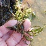 Attēlu rezultāti vaicājumam “Najas major”