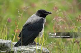 Attēlu rezultāti vaicājumam “Corvus cornix juvenile”