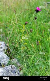 Image result for Steinnelke