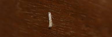 Attēlu rezultāti vaicājumam “Bucculatricidae”