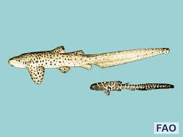 Image result for Stegostoma tigrinum