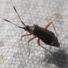 Attēlu rezultāti vaicājumam “Closterotomus biclavatus”