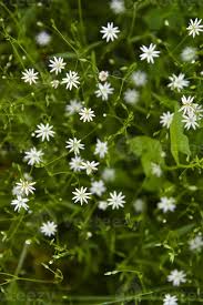 Attēlu rezultāti vaicājumam “Stellaria graminea”