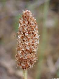 Attēlu rezultāti vaicājumam “Plantago lanceolata”