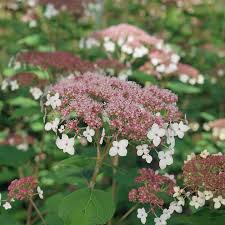 Attēlu rezultāti vaicājumam “Hydrangea arborescens flower”