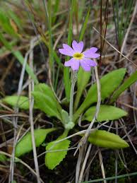 Attēlu rezultāti vaicājumam “Primula farinosa leaf”