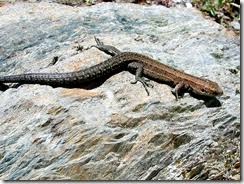 Attēlu rezultāti vaicājumam “Lacerta vivipara juvenile”