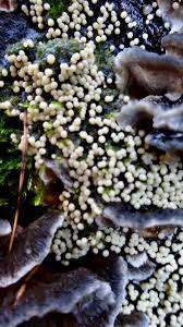 Attēlu rezultāti vaicājumam “Trichia erecta stalked”