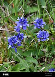 Attēlu rezultāti vaicājumam “Polygala vulgaris flower”