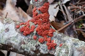 Attēlu rezultāti vaicājumam “Peniophora rufa”