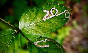 Attēlu rezultāti vaicājumam “Microrrhinum minus leaf”