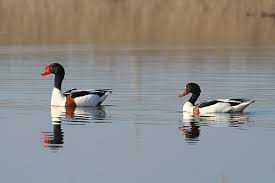 Attēlu rezultāti vaicājumam “Tadorna tadorna male”