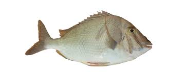 Image result for Calamus nodosus