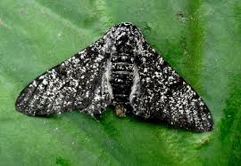 Attēlu rezultāti vaicājumam “Biston betularia”