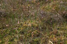 Attēlu rezultāti vaicājumam “Sphagnum papillosum”